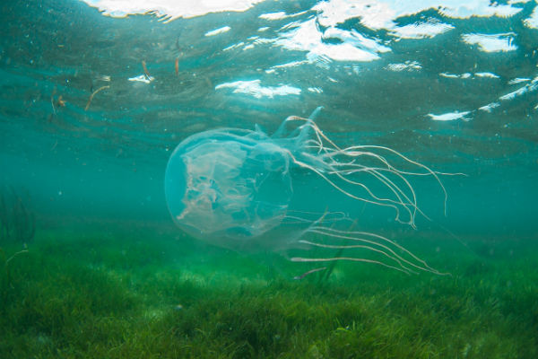 【宮古島の危険生物】ハブクラゲ