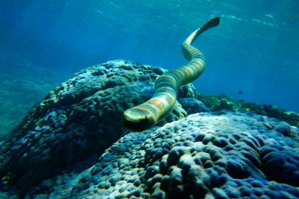 【宮古島の危険生物】ウミヘビ