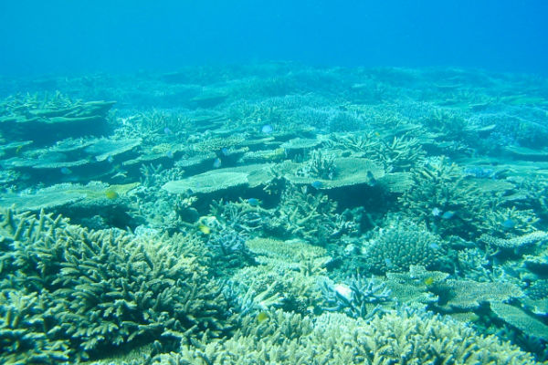 宮古島:「八重干瀬」のサンゴ礁