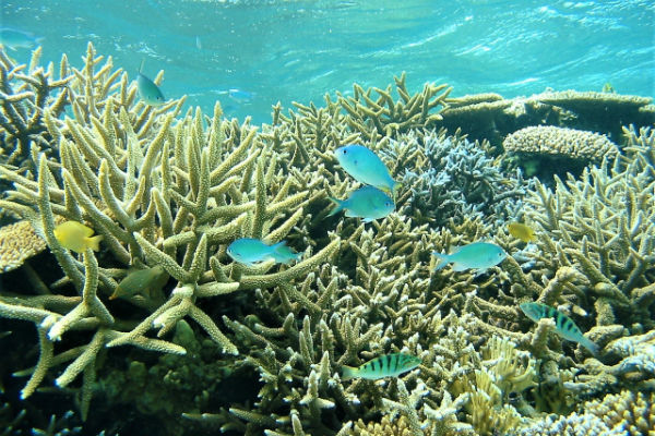 池間島:「八重干瀬」のサンゴ礁