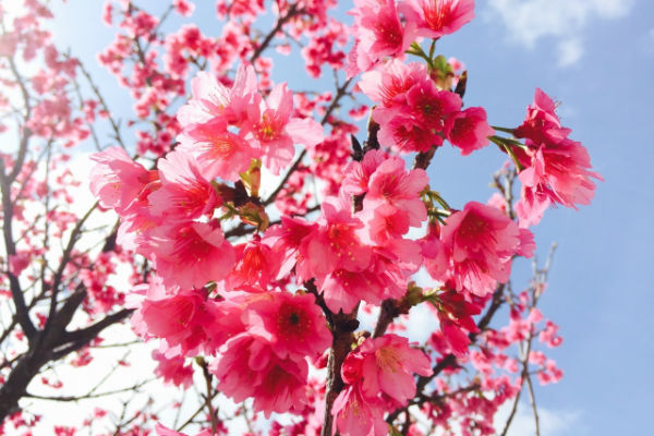 resolabo-miyakojima-cherry-blossom02
